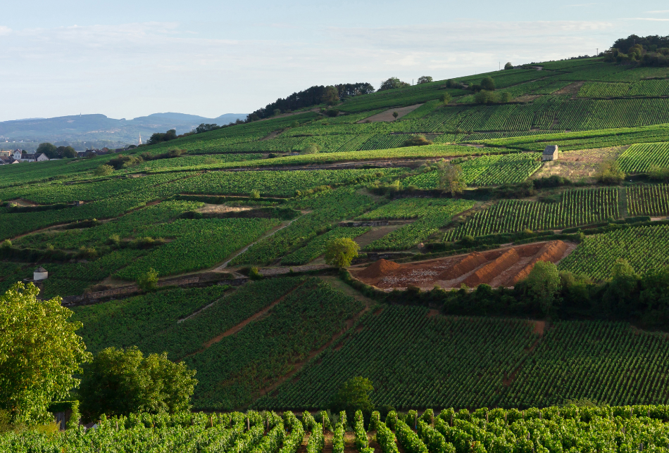 hotel-dieu-des-hospices-civils-de-beaune-vignes-micha-patault-552